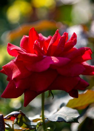 Rote Rose