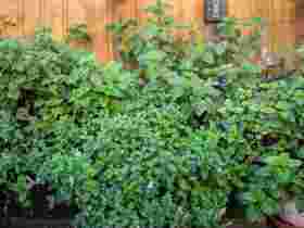 Herbs from the garden