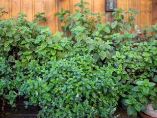 Kräuter aus dem Garten